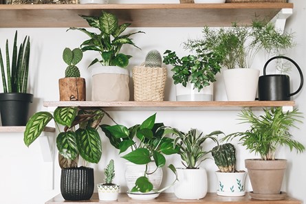Planten1